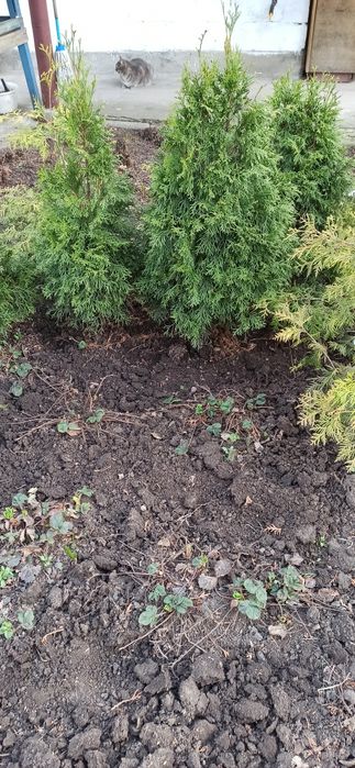 Продам туї. м Умань.