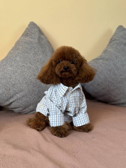 Щенки той пуделя