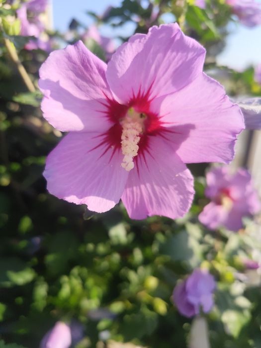 Sadzonki hibiskusa