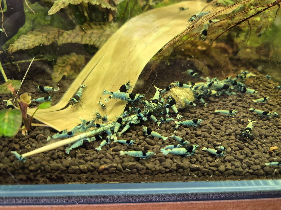 Krewetki Tai Mosura Black Shadow