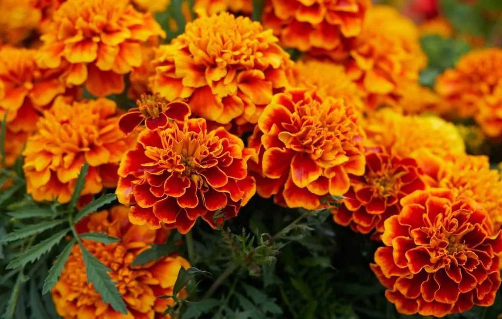 Tagetes / Cravos-da-Índia / Marigold  (Pés para Transplante)