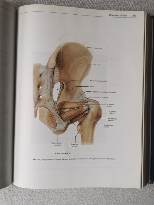 Anatomia orientada para a clínica
