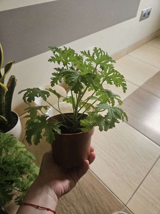 Kwiaty doniczkowe anginka/ geranium, sansevieria