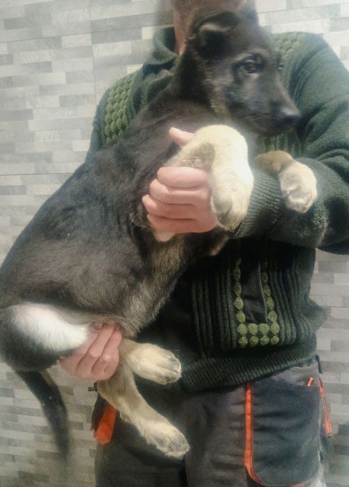 Щенки  восточно -европейской  овчарки