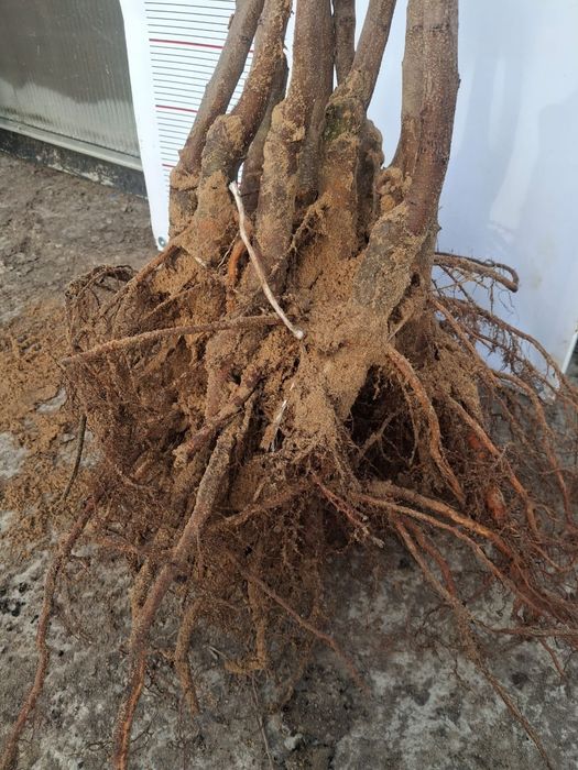 Wiśnia Sabina okulizowana na antypce