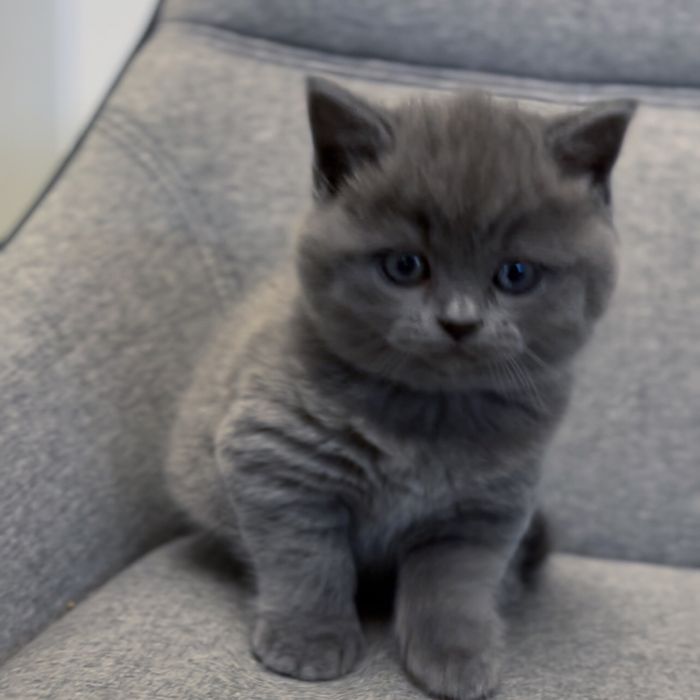 Британські сірі кошенята