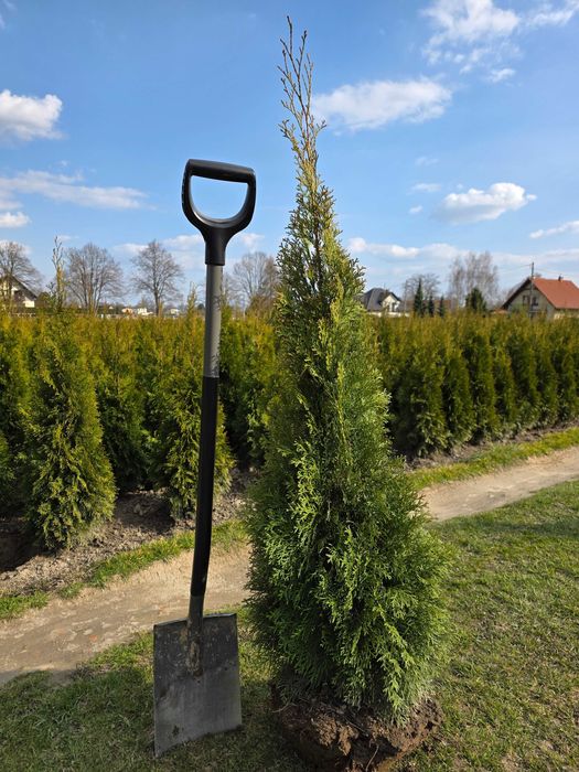 Thuja szmaragd. Sadzenie w cenie, rózne wysokości