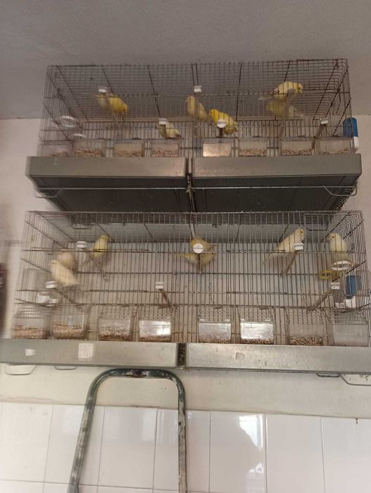 Vendo canários femeas, se for todos fica mais barato