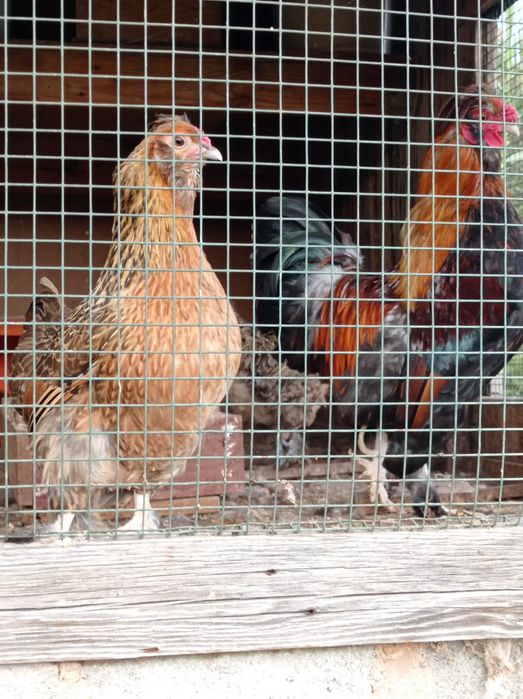 Ovos de galinha sedosa