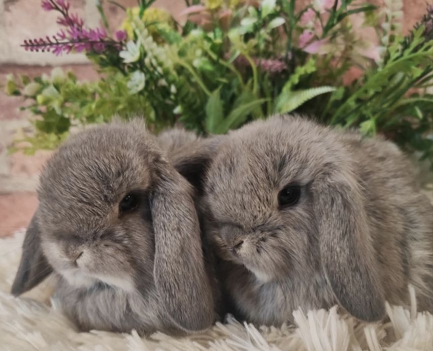 Króliki Mini Lop