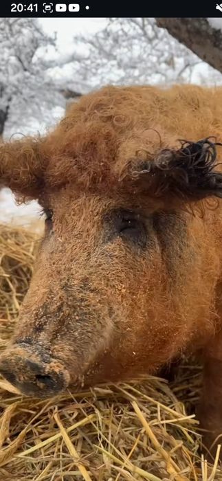 Продаються мангалиці пухові