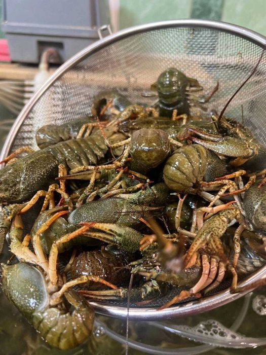 продам раки живі