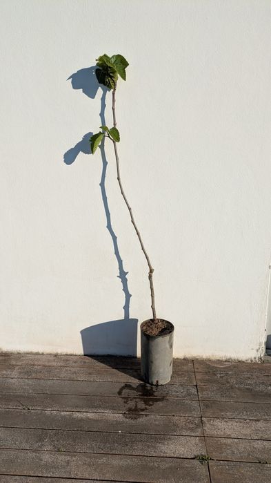 Figueira que produz digo grandes e doces.