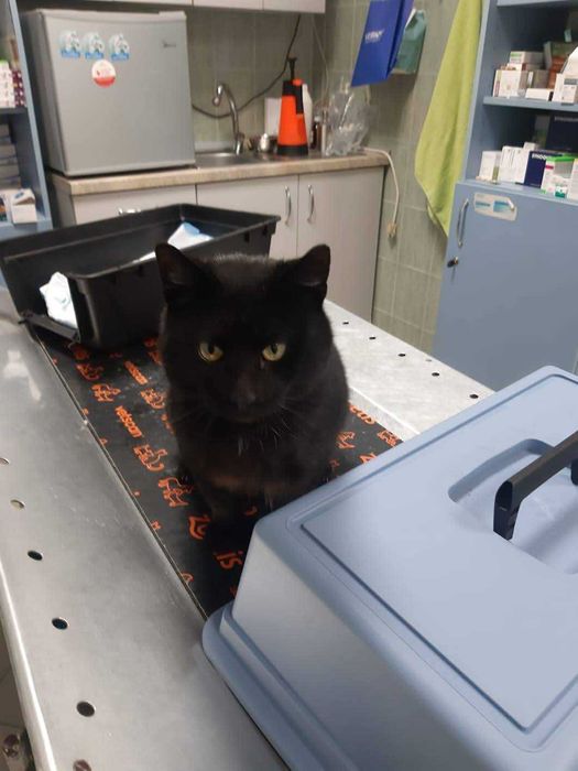 Moschino czeka na domek