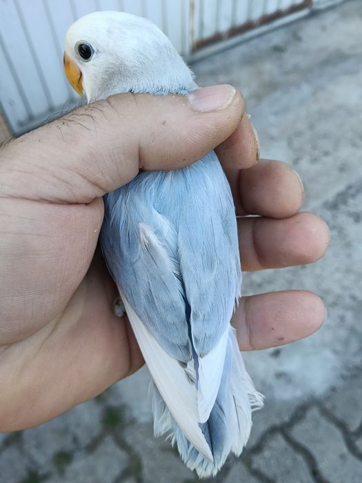 Vendo agraponis deste ano
