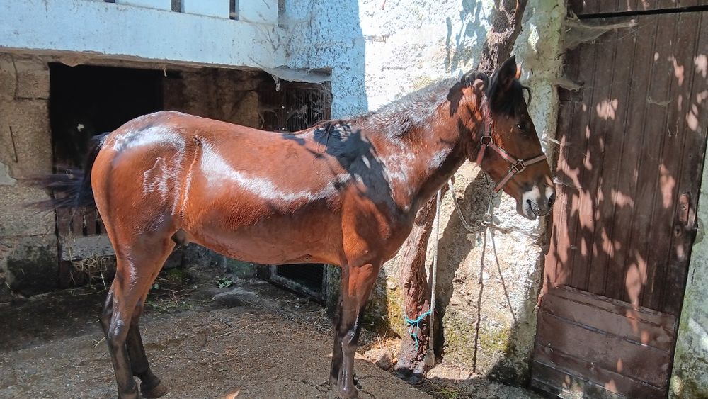 Cavalos garranos