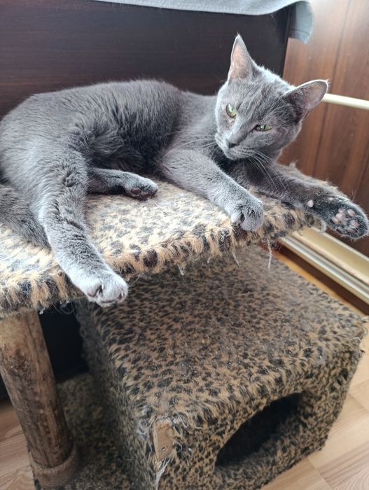 Кіт. Киця. Кошеня.