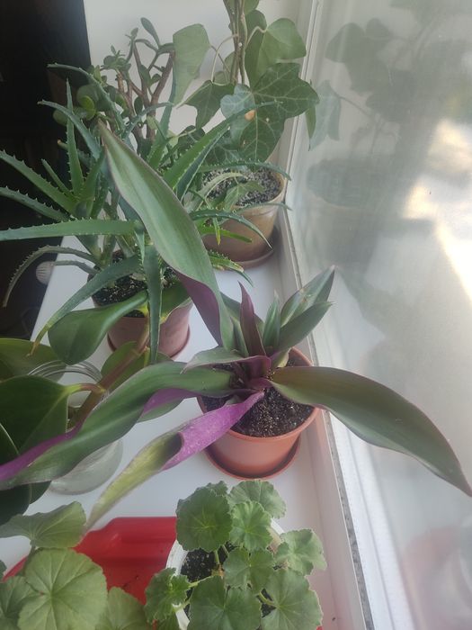 Рослини кімнатні