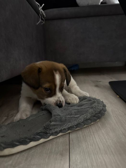 Безкоштовно віддам цуценя