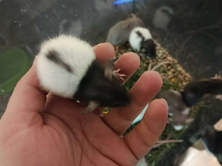 Дамбо щурі-Крысы декоративные,крысята,крыски,дамбо крысята и клетки.