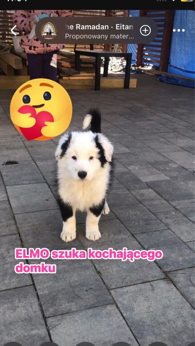 Rasowy szczeniak GOTOWY DO ODBIORU