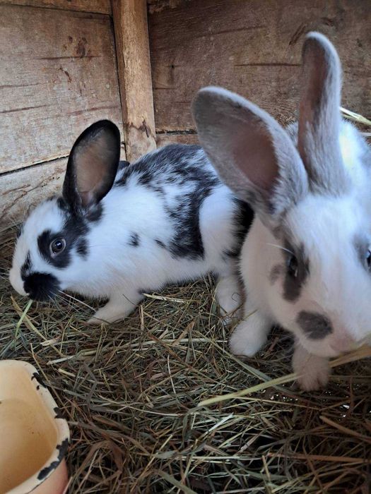 продам кроликів Бабочка, Панон, Строкач