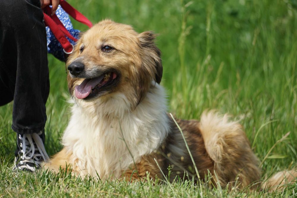 Big - uroczy pies szuka domu