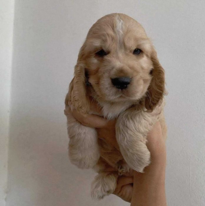 Cocker Spaniel Inglês MACHO DOURADO com LOP e AFIXO