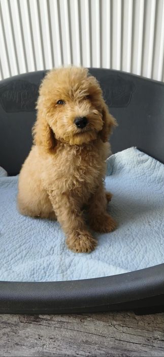 Apricot płowy goldendoodle samiec biszkoptowy badania genetyczne
