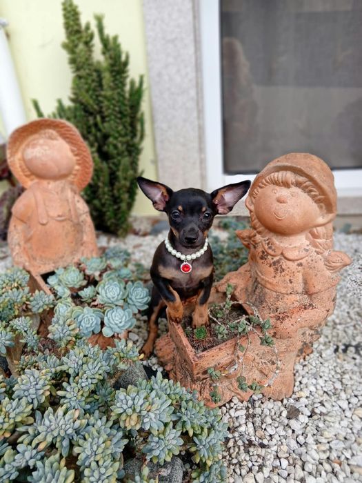 Pinscher Miniatura