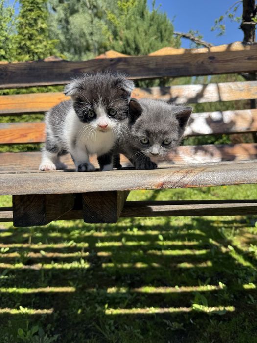 Британские котята