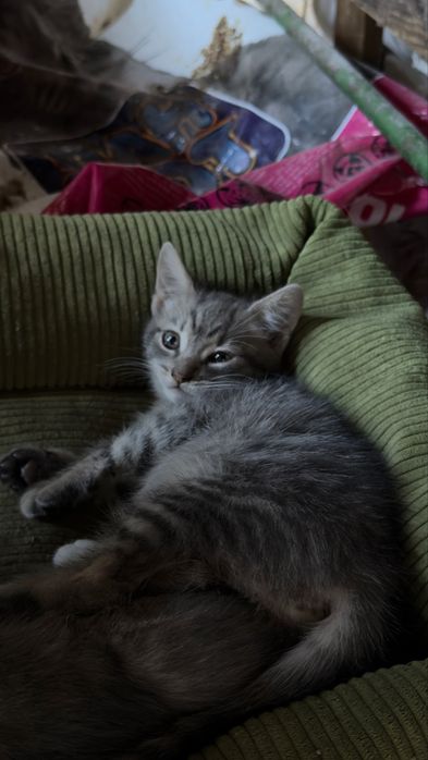 Кошеня дівчинка