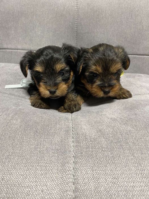 Маленькі чисторовні йорки