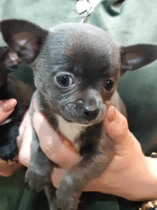 Chihuahua Piesek Niebieski