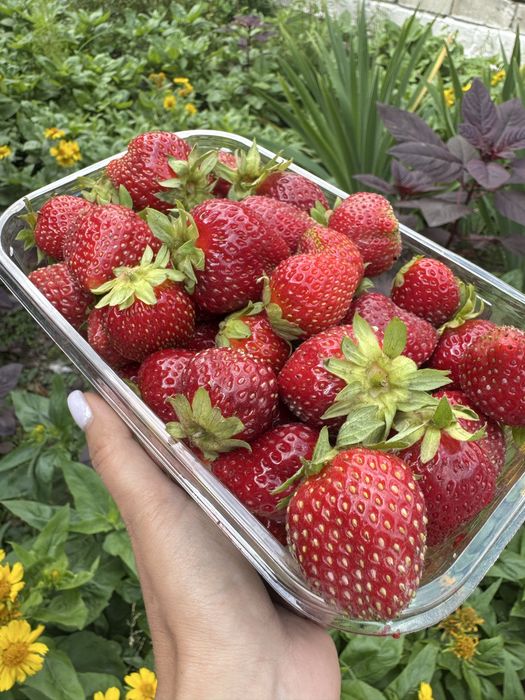 Саджанці полуниці