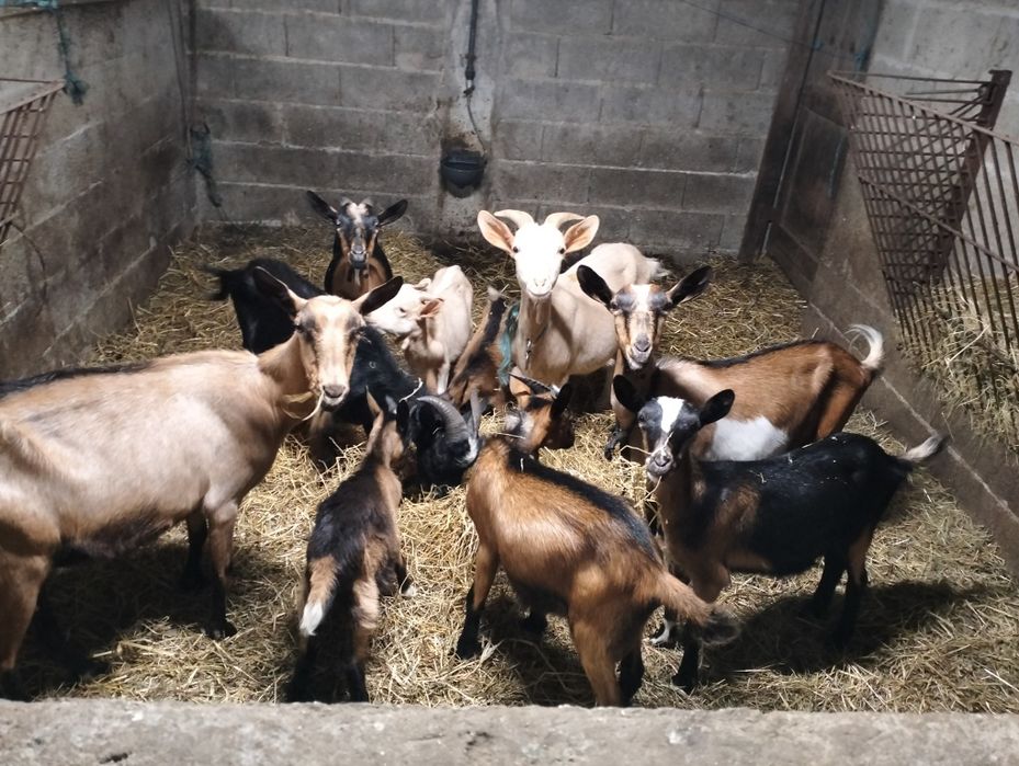 Cabras e borregos