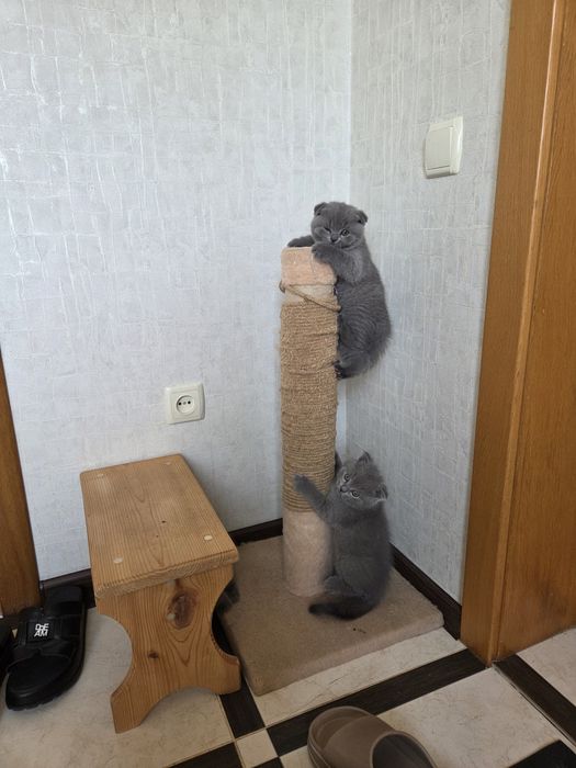 Шотландские котята