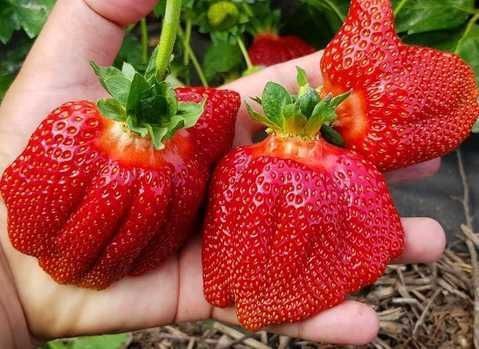 Продам саджанці полуниці сорт Азія  дуже груба полуниця є велика кільк