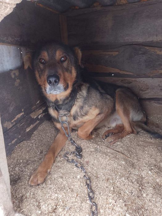 Віддам безкоштовно