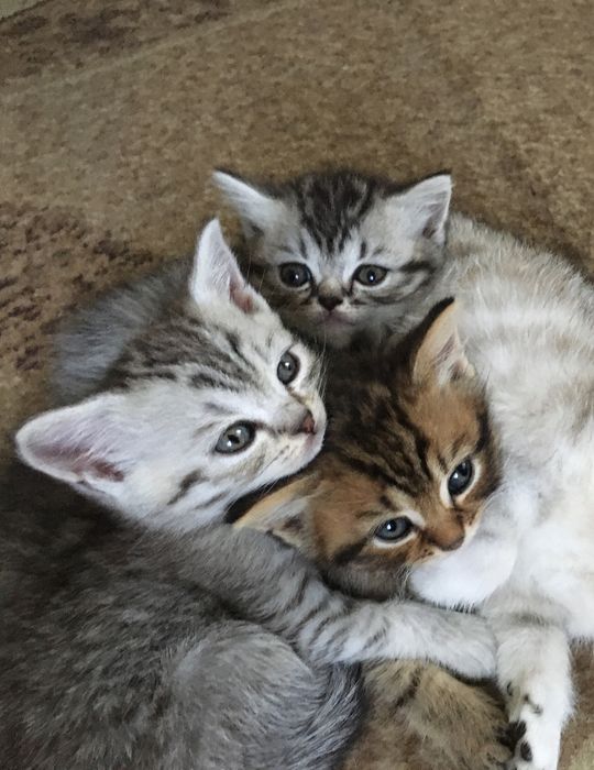 Британські кошенятка таббі на сріблі