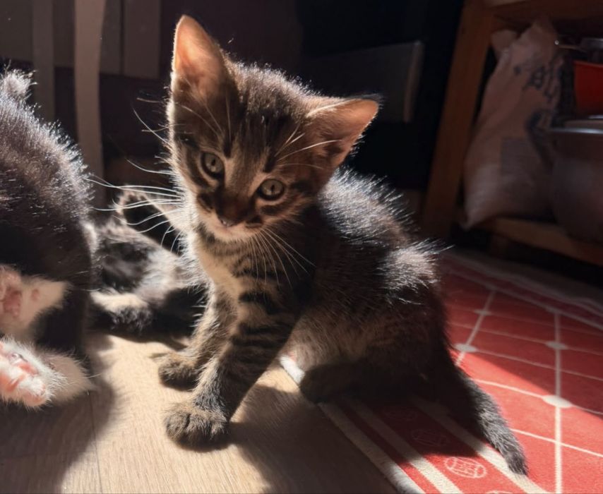 Кошеня в добрі руки