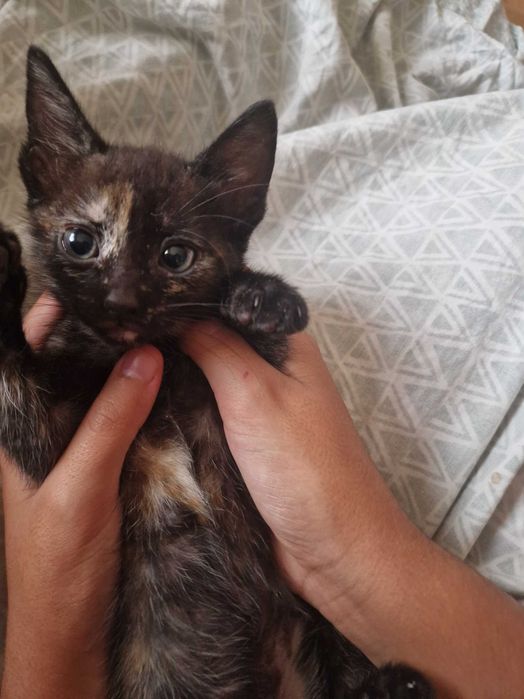 Dou 3 gatos bebés(reservados)