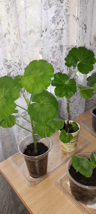 Герань пеларгонія калачик