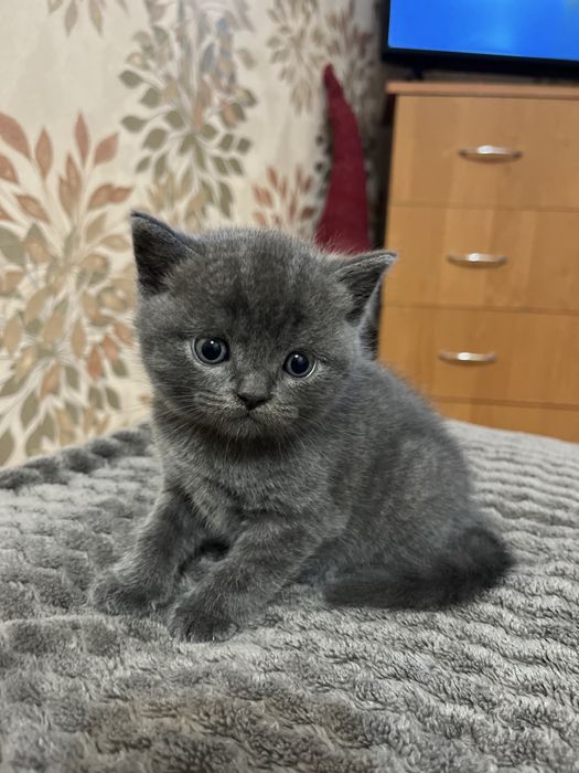 Британські кошенята