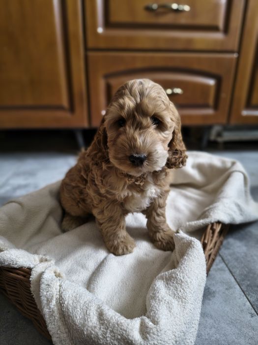 Cockapoo/chłopczyk Astor/ Cocker spaniel angielski/Pudel miniaturowy