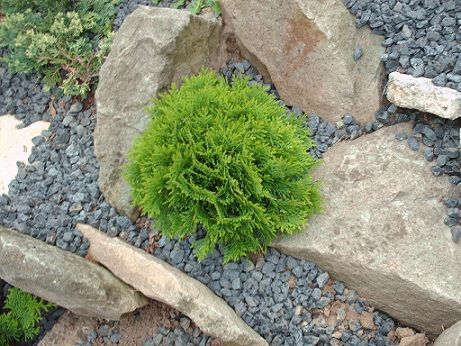 Thuja Tuja Danica Doniczka p9 kulista, kula, kulka, wysyłka