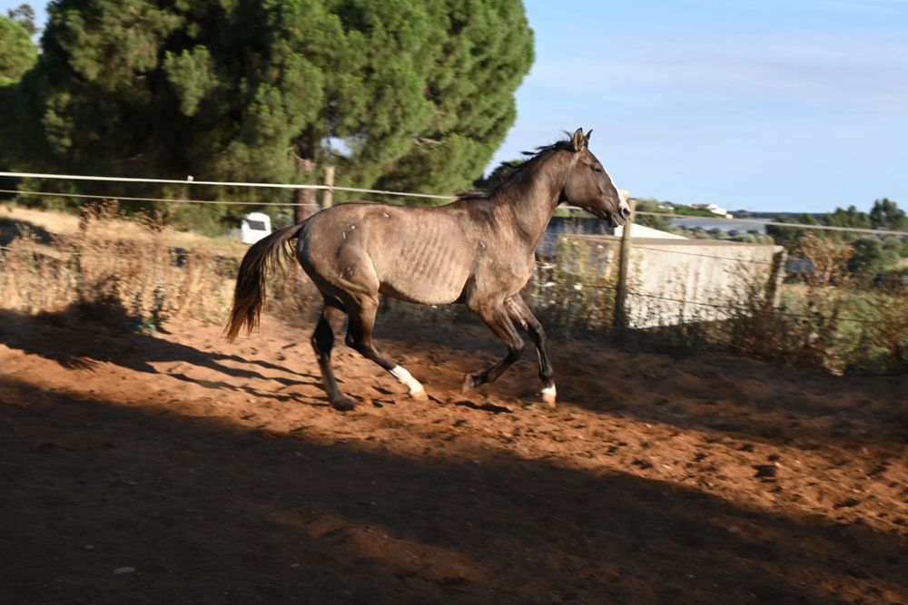 Poldro lusitano con 3 anos