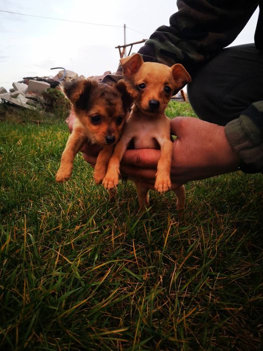 Пражські крисарикі цуценята