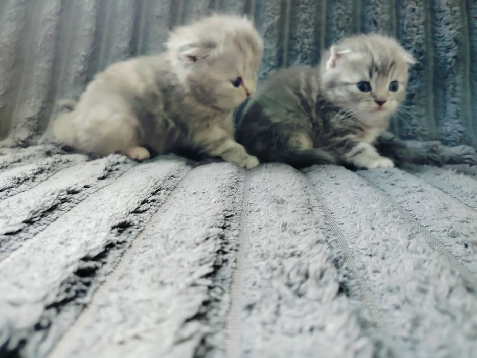 Котята вислоухие