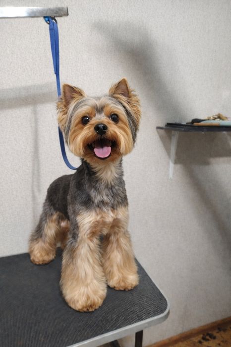 Грумінг стрижка тварин догляд за тваринами. Район автовокзалу.